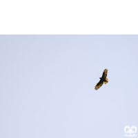 گونه سارگپه استپی Common Buzzard